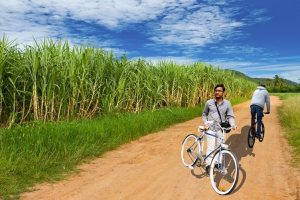 Sugarcane fields at Jakson Inns Phaltan