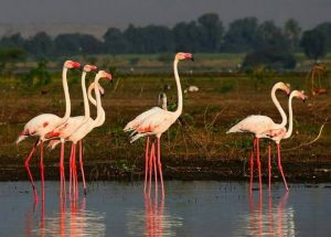 Flamingo birds at Bhigwan lake near Pune