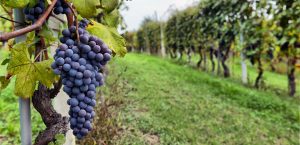 Vineyards in Satara near Jakson Inns Hotel Phaltan