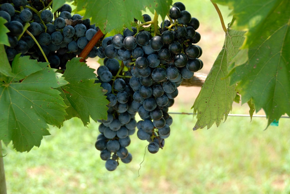 Grape Vineyard near Mumbai