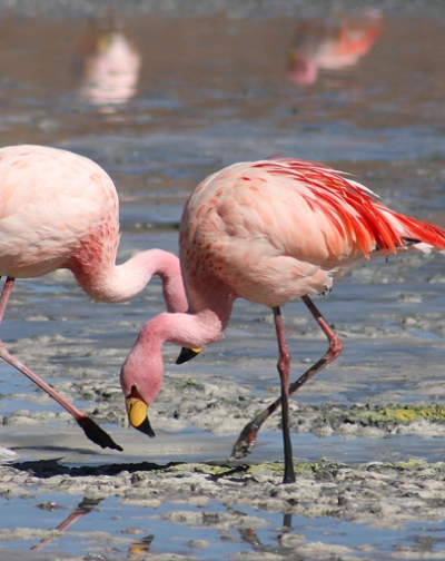 Flamingos at Bhigwan Lake